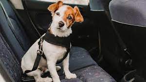 Best Dog Seat Belts And Car Harnesses