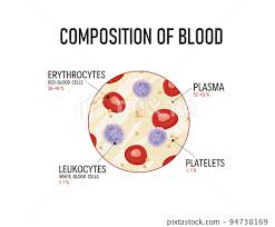 composition of blood red blood cells
