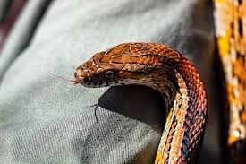 What S The Best Bedding For Corn Snakes