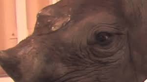mohawk home smartstrand rhino challenge