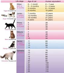 Catshirt Cat Years Cat Ages Cat Age Chart
