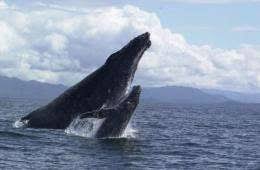 Whale Sized Genetic Study Largest Ever For Southern