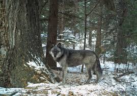 Image result for oregon wolves
