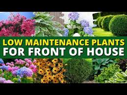 5 Best Low Maintenance Plants For Front