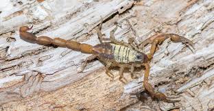 scorpion management in residential