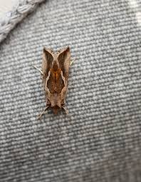 protect your rug from moths and insects