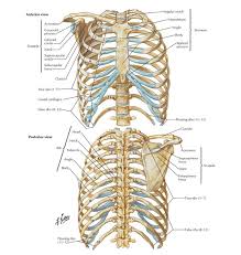 Its anterior ramus forms the intercostal nerves. How Many Ribs Are There In The Body Quora