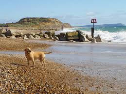 dog friendly beaches in the uk
