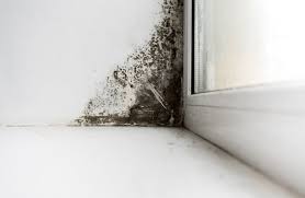 mold inspection 101 how much it costs