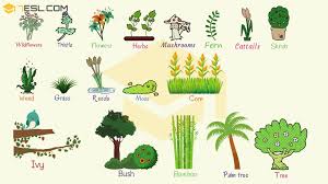 plant names list of common types of