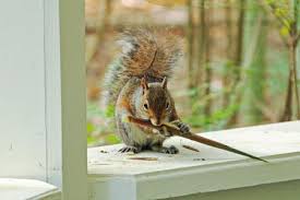 For removing squirrels from your walls, call critter control today! 7 Humane Tips For Getting Squirrels Out Of Your House
