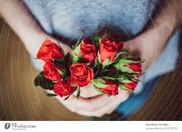 red roses for valentine s day a