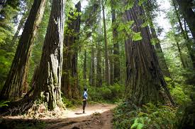 redwood national park the complete guide