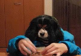 She loves getting her hair combed. Dog Eating With Human Hands Snapzu Com