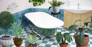 Shower Plants To Keep In Your Bathroom