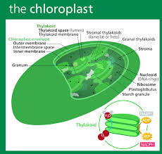 Chloroplast Wikipedia