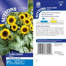 Some cultivars grow as tall as 15 feet with flower heads as wide as 1 foot across; Sunflower Seeds Waooh Suttons