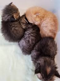 (no shots!) we answer the phone after you buy a kitten from us. Tiny Tots Birth Beyond Newborn Baby Kittens Newborn Kittenspersian Himalayan Kittens For Sale In A Rainbow Of Colors In Business For 32 Years