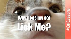 Why does my cat lick me Cat Lessons YouTube