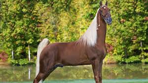 This breed has one of the highest selections of coats; 16 Fascinating Things You Probably Didn T Know About Tennessee Walker Horse Youtube