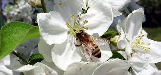 Apple Pollination Groups Choosing Compatible Trees