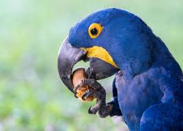 hyacinth macaw things you should know