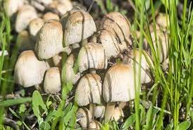 poisonous mushrooms for dogs petmd