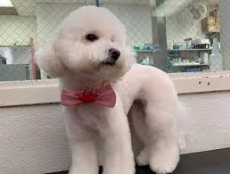 Petbarn grooming salons offer the very best in dog grooming. Houston Pet Grooming Pet Groomers