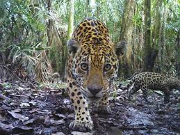 The following statutes comprise the state's relevant assistance animal and guide dog laws. After Protecting Habitat For Jaguars Expert Believes The Species Can Adapt And Survive The Washington Post