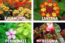 here s a list of common garden plants