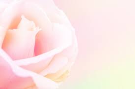 light pink rose images free