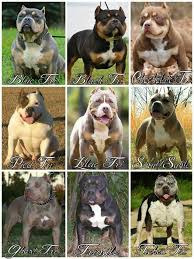 Pin By Stephaney D Marshall On Boss Dogs Bully Dog