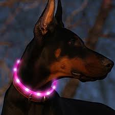 5 Best Led Light Up Dog Collars Staying Visible At Night