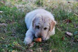 natural deworming for puppies