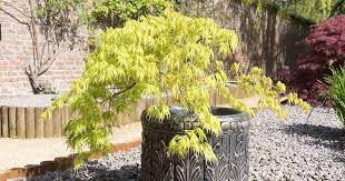Japanese Maple Trees In Pots And Containers