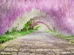 kawachi fuji garden wisteria tunnel