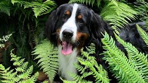 Are Ferns Poisonous To Dogs The Dog