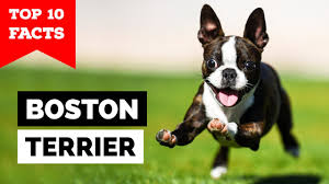 boston terrier top 10 facts you