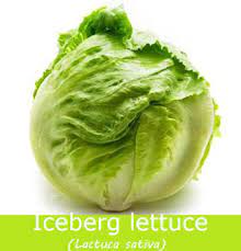 iceberg lettuce nutrition facts and