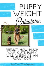 puppy weight calculator how big will