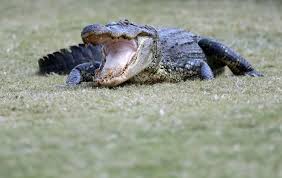 Florida Golf Course Has Unexpected New Obstacle—Ball-Stealing Alligators