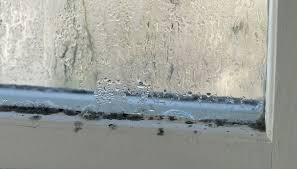 black mould from window sills