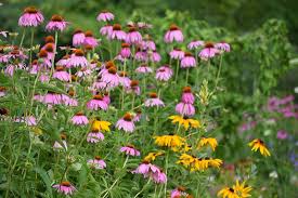 Favorite Easy To Grow Wildflower Combos