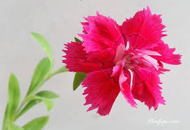 Resultado de imagen para clavel chino