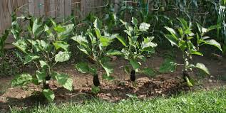 eggplants easy to grow with surprising
