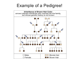 Learning About Pedigrees