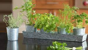 plant up your herb garden