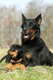 best guard dogs to protect your family