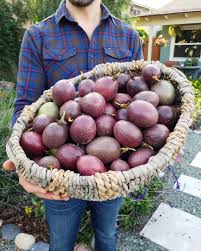How to Grow Purple Passion Fruit vs. Maypops: The Ultimate Guide ~  Homestead and Chill