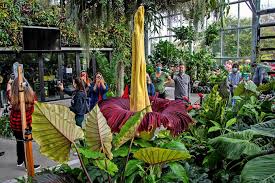 Giant Corpse Plant Draws Crowds In